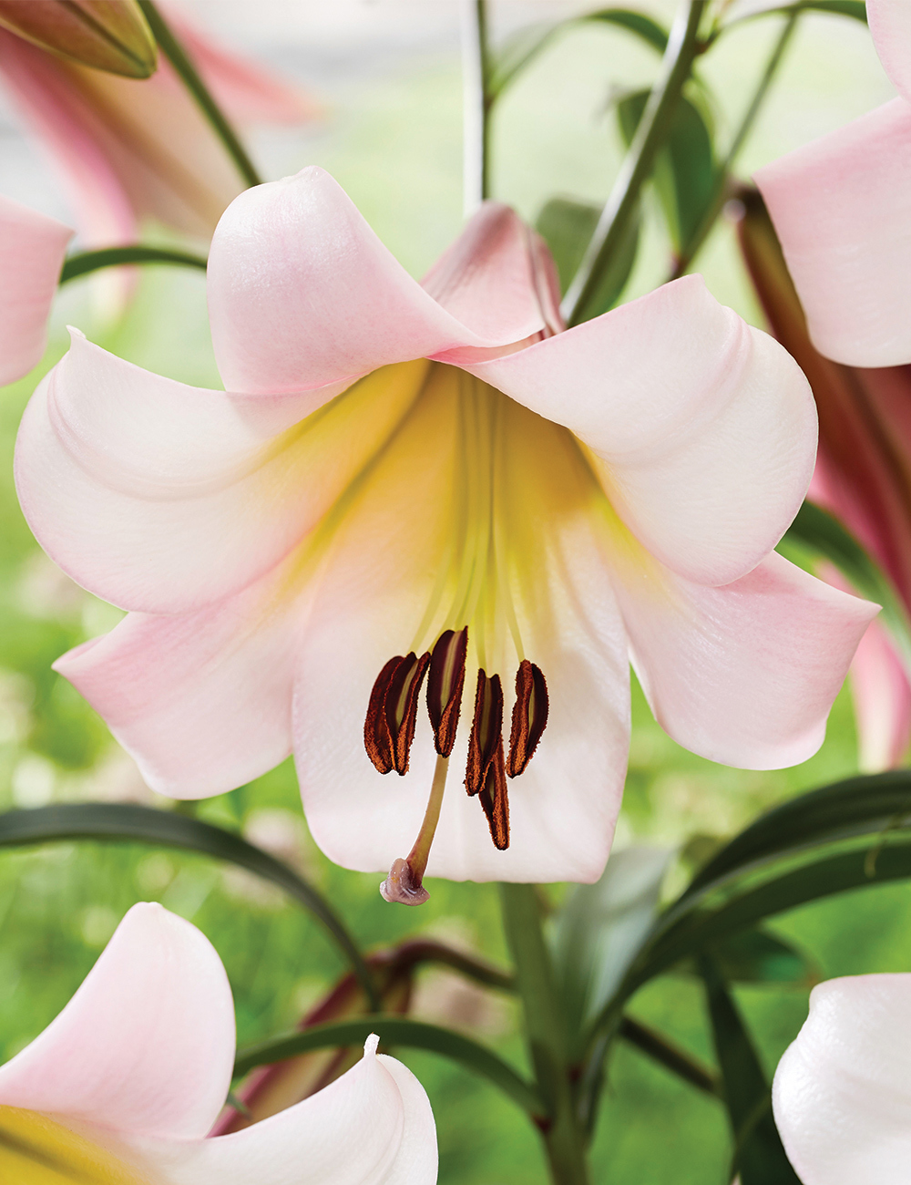 Lilium O.T. 'Eastern Moon'